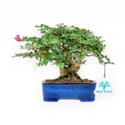 Lagerstroemia - Mirto Crespo - 17 cm
