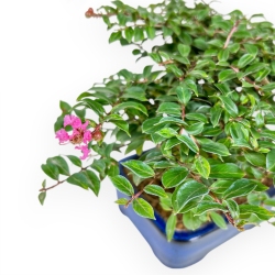 Lagerstroemia - Myrte de crêpe - 17 cm
