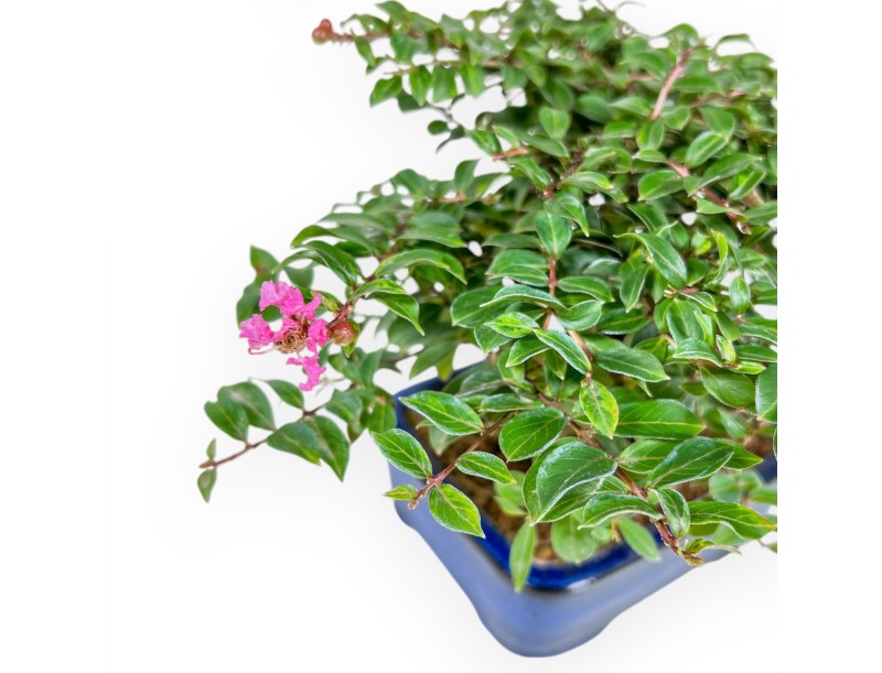 Lagerstroemia - Crespón de mirto - 17 cm
