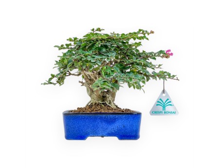 Lagerstroemia - Mirto Crespo - 17 cm