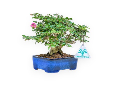 Lagerstroemia - Kreppmyrte - 17 cm