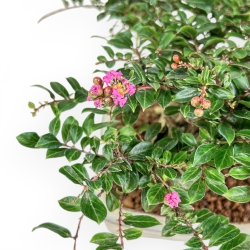 Lagerstroemia - Crape Myrtle - 14 cm