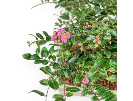 Lagerstroemia - Mirto Crespo - 14 cm