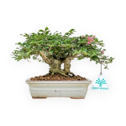 Lagerstroemia - Crape Myrtle - 14 cm