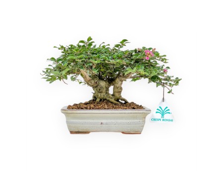 Lagerstroemia - Rouwband mirte - 14 cm
