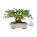 Lagerstroemia - Crape Myrtle - 14 cm