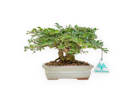 Lagerstroemia - Rouwband mirte - 14 cm