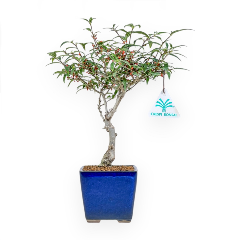 Ilex Serrata Subtilis - Houx - 30 cm