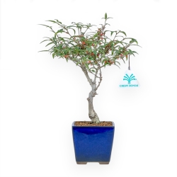 Ilex Serrata Subtilis - Houx - 30 cm