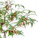 Ilex Serrata Subtilis - Houx - 30 cm