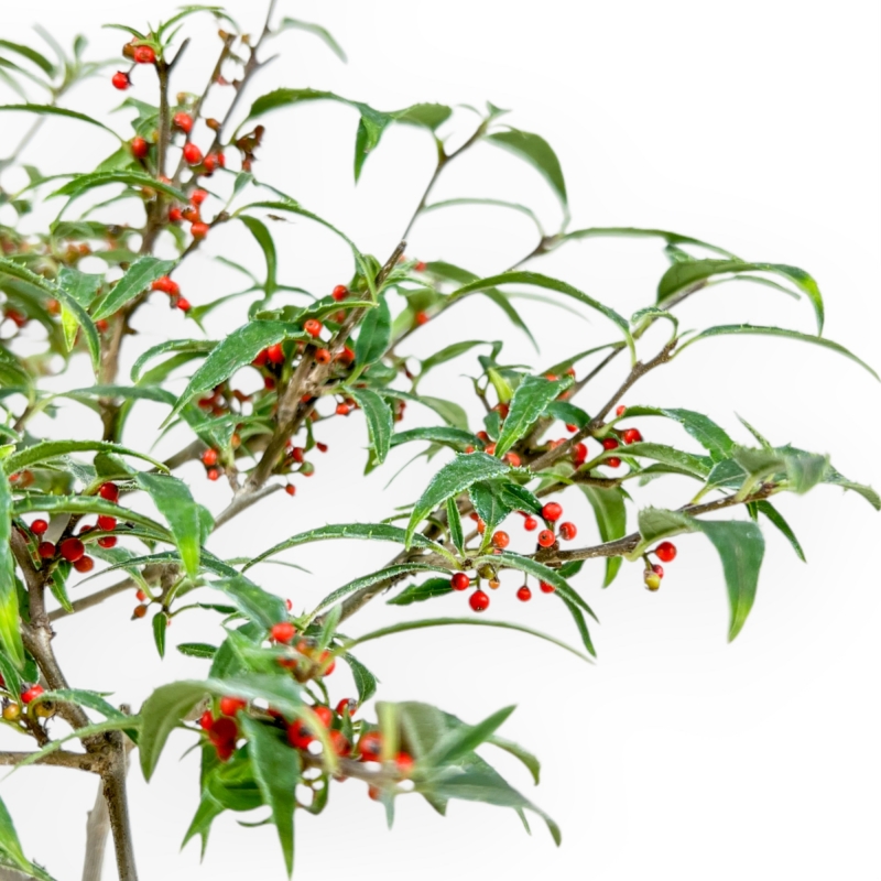 Ilex Serrata Subtilis - Houx - 30 cm