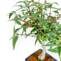 Ilex Serrata Subtilis - Houx - 30 cm
