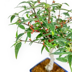 Ilex Serrata Subtilis - Houx - 30 cm