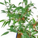 Ilex Serrata Subtilis - Houx - 30 cm