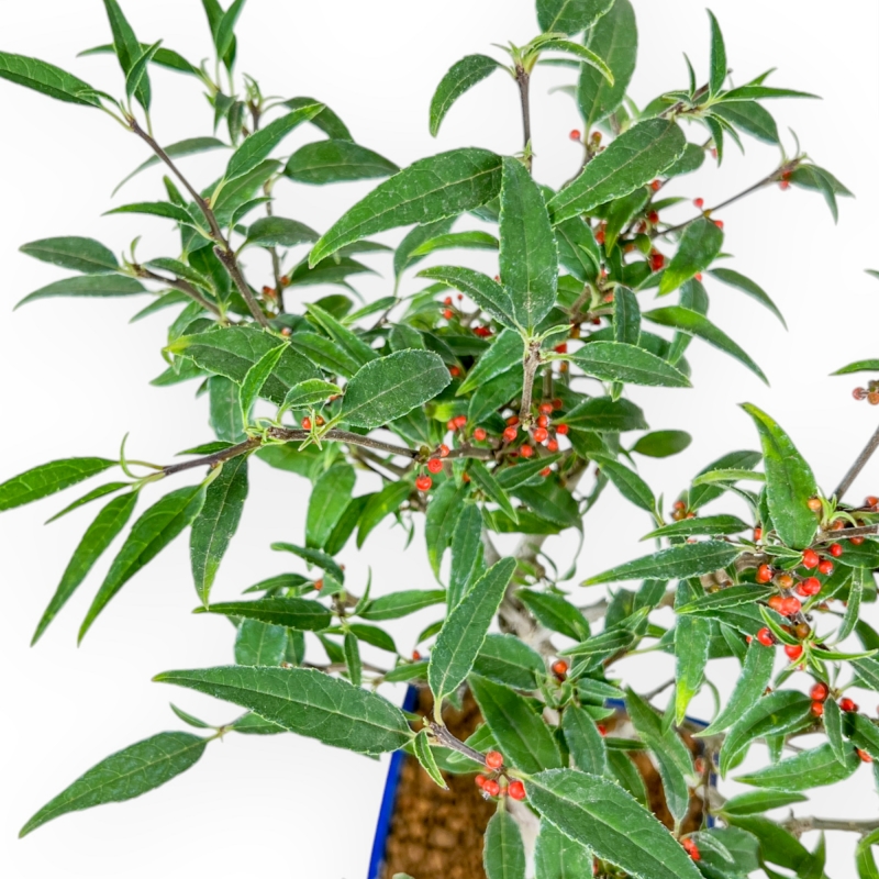 Ilex Serrata Subtilis - Houx - 30 cm