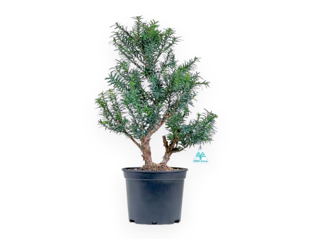 Taxus - Taxus - 53 cm