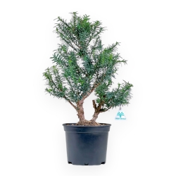 Taxus - Yew - 53 cm