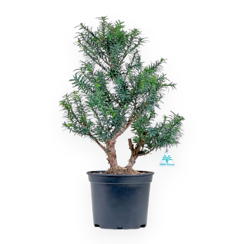 Taxus - Yew - 53 cm