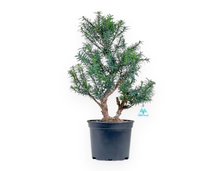Taxus - Ifs - 53 cm