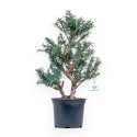Taxus - Tasso - 53 cm