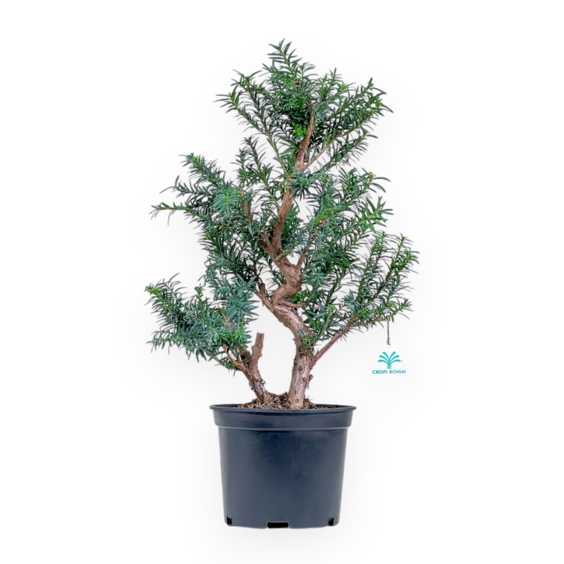 Taxus - Yew - 53 cm