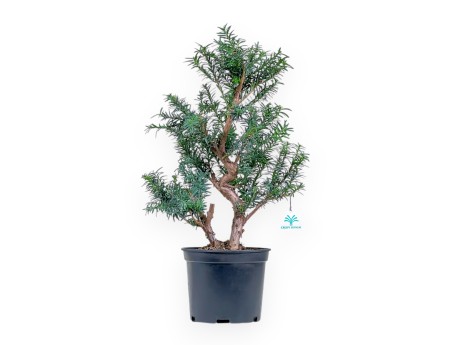 Taxus - Tasso - 53 cm