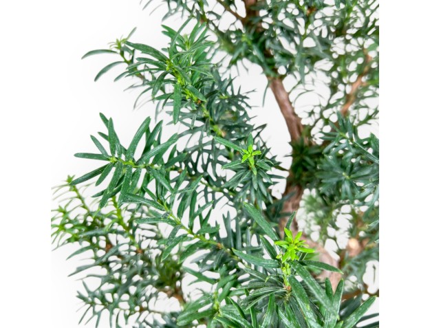 Taxus - Ifs - 53 cm 2