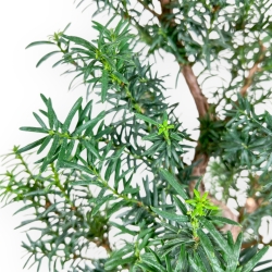 Taxus - Yew - 53 cm