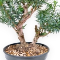 Taxus - Yew - 53 cm