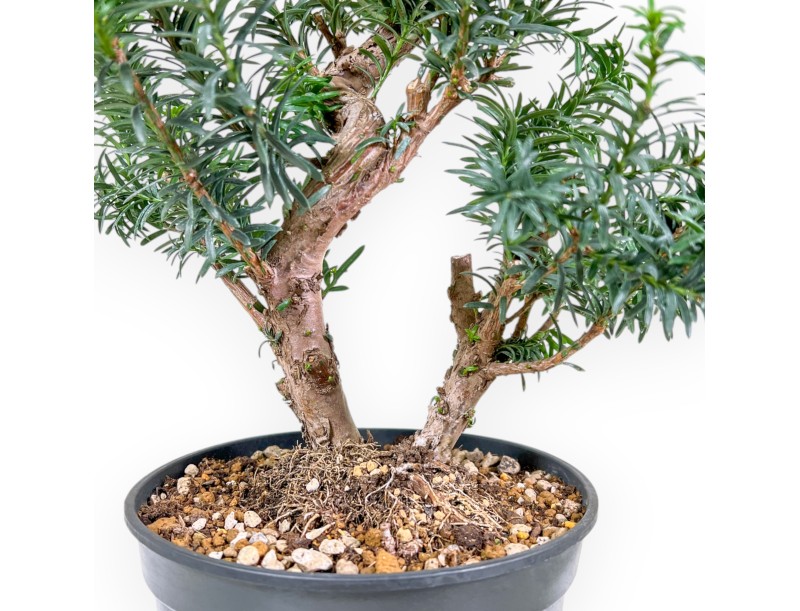 Taxus - Ifs - 53 cm