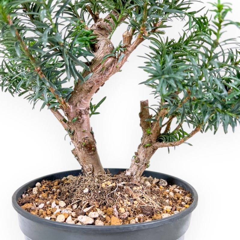 Taxus - Yew - 53 cm