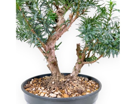 Taxus - Yew - 53 cm