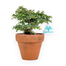 Lagerstroemia Indica - Mirto Crespo - 21 cm