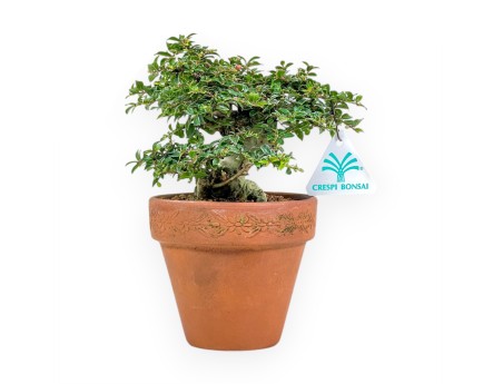 Lagerstroemia Indica - Crespón de mirto - 21 cm