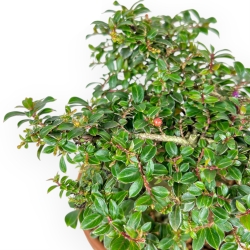 Lagerstroemia Indica - Mirto Crespo - 21 cm