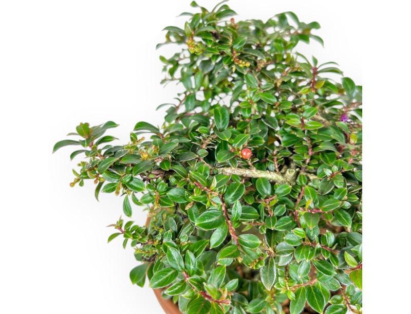 Lagerstroemia Indica - Crespón de mirto - 21 cm