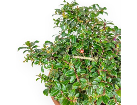 Lagerstroemia Indica - Myrte de Crêpe - 21 cm