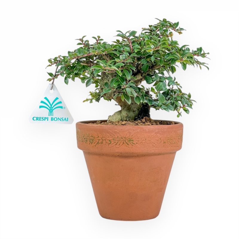 Lagerstroemia Indica - Mirto Crespo - 21 cm