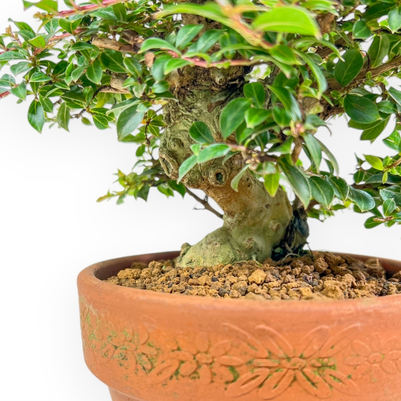 Lagerstroemia Indica - Myrte de Crêpe - 21 cm