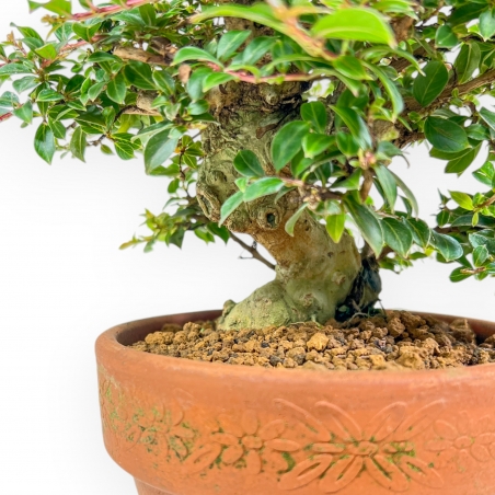 Lagerstroemia Indica - Myrte de Crêpe - 21 cm