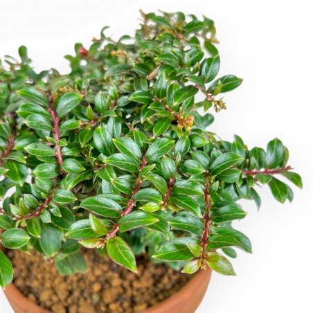 Lagerstroemia Indica - Mirto Crespo - 21 cm