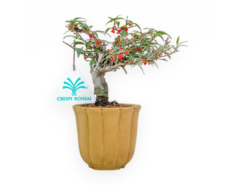 Ilex Serrata Subtilis - Houx - 16 cm