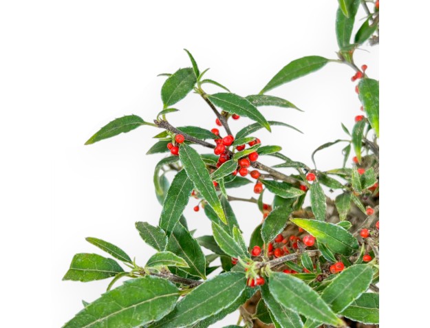 Ilex Serrata Subtilis - Agrifoglio - 16 cm 2