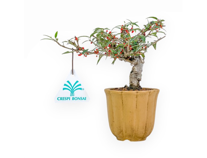 Ilex Serrata Subtilis - Holly - 16 cm