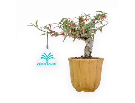 Ilex Serrata Subtilis - Agrifoglio - 16 cm