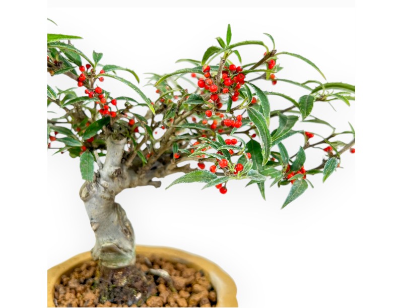 Ilex Serrata Subtilis - Houx - 16 cm