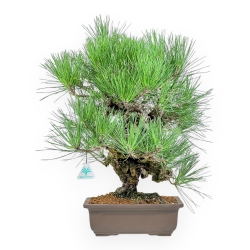 Pinus Thunbergii Corticosa - Pino Nero - 54 cm
