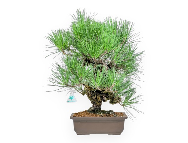 Pinus Thunbergii Corticosa - Zwarte den - 54 cm