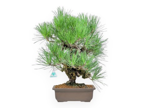 Pinus Thunbergii Corticosa - Zwarte den - 54 cm