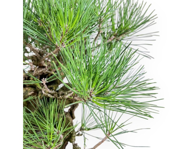 Pinus Thunbergii Corticosa - Black Pine - 54 cm 2